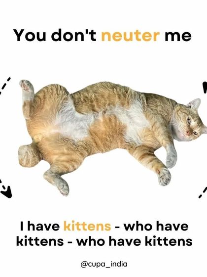 Cupa - Spay/Neuter & Animal Birth Control Join the Solution: Be a Responsible Animal Lover photo 4