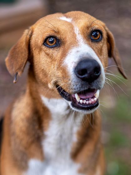 Govind Raj - Pet Photography Celebrating Indies & Rescues photo 21