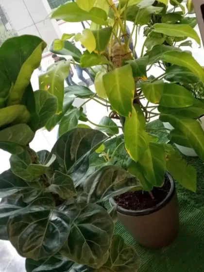 A close-up of a healthy Fiddle Leaf Fig and a Philodendron, both thriving under my team's care. My maintenance service ensures your plant investments are protected and continue to beautify your space.