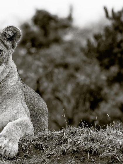 Her gaze is unwavering, a window into her soul. This monochrome portrait captures the regal, confident spirit of a queen of the savanna.