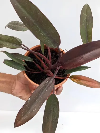 For clients looking for a darker, more dramatic foliage, we often suggest plants like this dark-leafed Philodendron. Its deep burgundy and green leaves add a touch of moody sophistication to an interior palette.