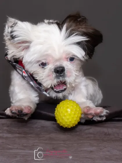Another dynamic studio shot of Shiro mid-pounce. Capturing high-energy dogs in a studio setting is a fun challenge that yields amazing results.