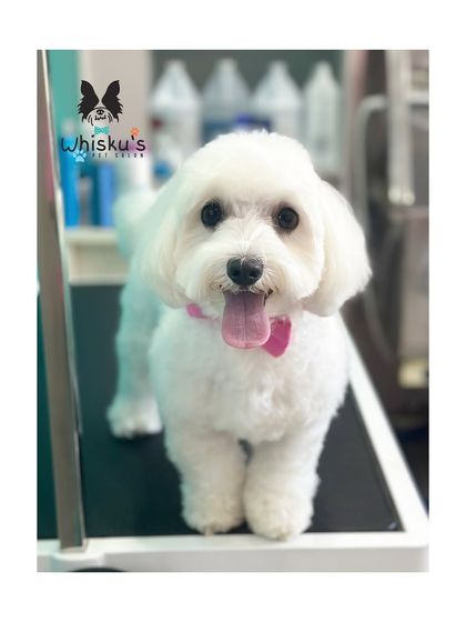 Furrybells Pet Grooming - Pet Grooming (Dogs & Cats) Breed-Specific Dog Styles photo 11