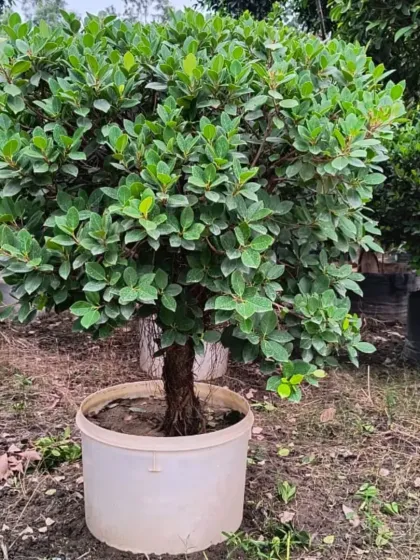 Another lovely miniature tree, ready to be shaped or enjoyed as is.