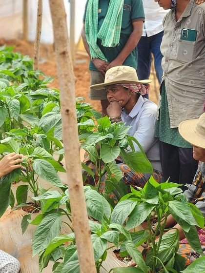 Empowering our team with specialized training in capsicum cultivation. Continuous learning is key to sustainable agriculture and personal growth.