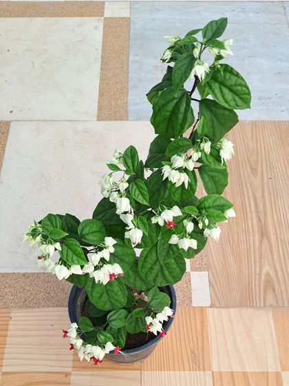 Bhardwaj - Urban Gardening Consultation A Riot of Colorful Flowers photo 197