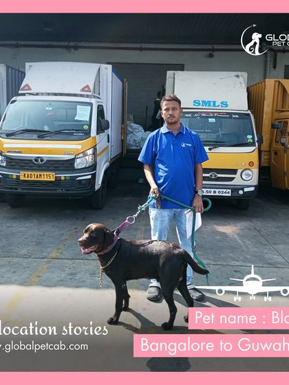 Global Pet Cab - Domestic Pet Relocation Air Travel: Flying Your Pet Safely photo 14