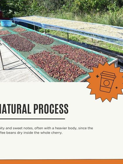 An explanation of the natural coffee processing method. The beans dry inside the whole cherry, resulting in fruity, sweet notes and a heavier body.
