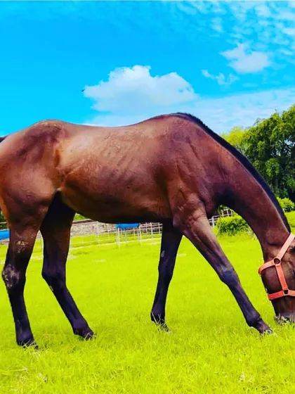 Sultan enjoying a beautiful day out in the field. Providing ample green space for grazing is a key part of my horse stabling philosophy, ensuring they are healthy and content.