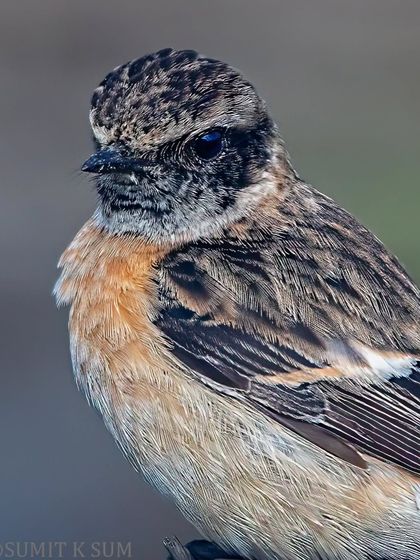 A tight close-up of the Siberian Stonechat's head, revealing the intricate patterns and textures of its plumage.