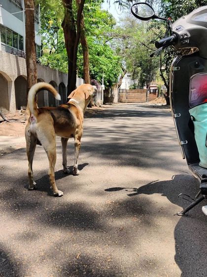 Meeting this sweetheart on my feeding route. He gobbles down his KuBi meal in seconds, a sure sign of a very hungry and happy dog.