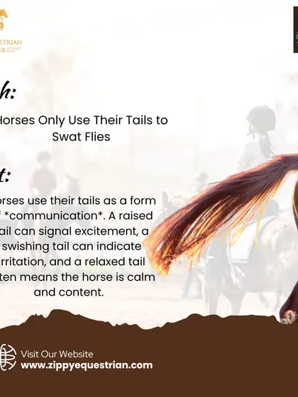 Is a horse's tail just for swatting flies? Not at all. The tail is a key communication tool, signaling everything from excitement with a raised tail to irritation with a swishing one.