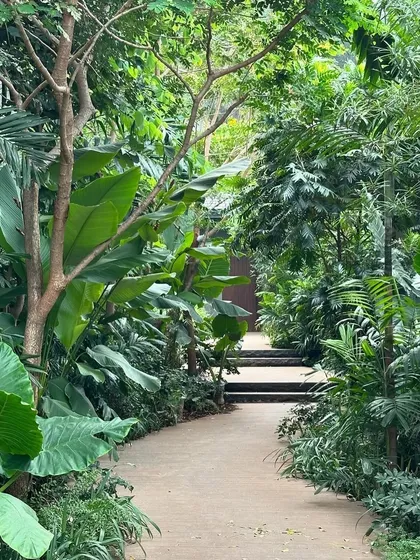 A pathway in our Alibaug project is flanked by dense tropical foliage. The design brief was simple: plant a wild garden that takes over the building, and the result is a home that feels like a ruin in the jungle.