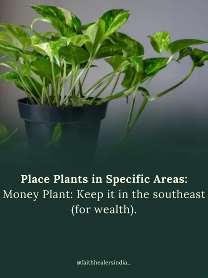 The Money Plant (Pothos) is best placed in the southeast direction of your home. This corner is associated with wealth, and the plant helps to activate and attract financial energy.