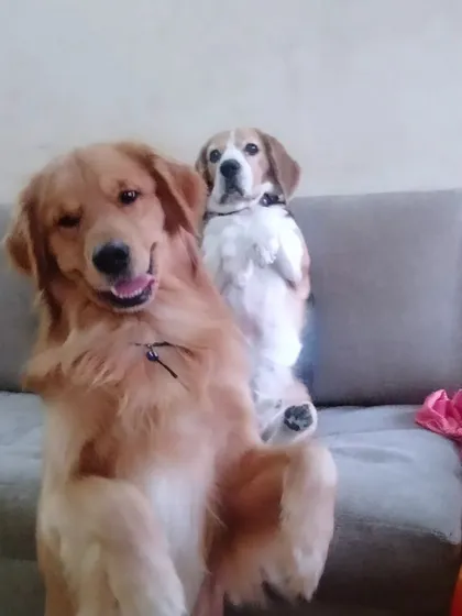 Look at these two posing for the camera! A Golden Retriever and a Beagle becoming best buddies. It’s so important for dogs to socialize, and I create a friendly environment where they can make new friends.