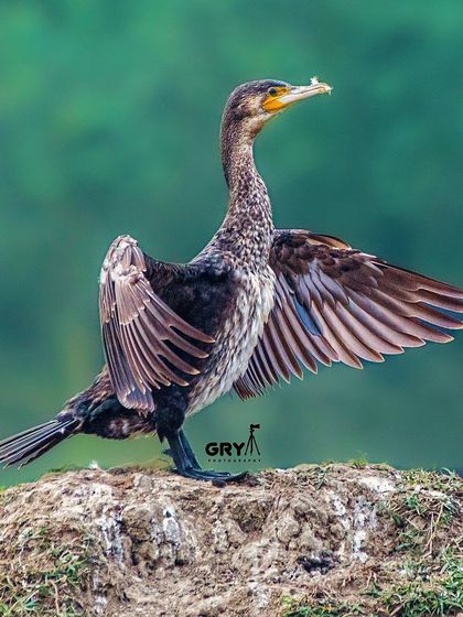 A Great Cormorant spreads its wings to dry after a dive. This behavior is essential for cormorants as their feathers are not fully waterproof, which helps them hunt underwater.