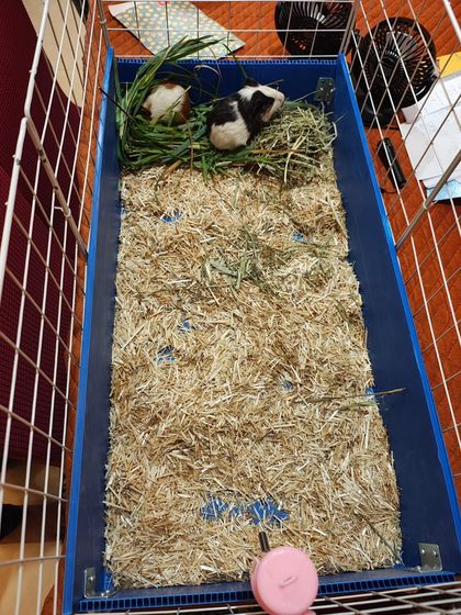 My guinea pigs are kept in comfortable, well-maintained cages with constant access to food and water, ensuring they are happy and healthy.