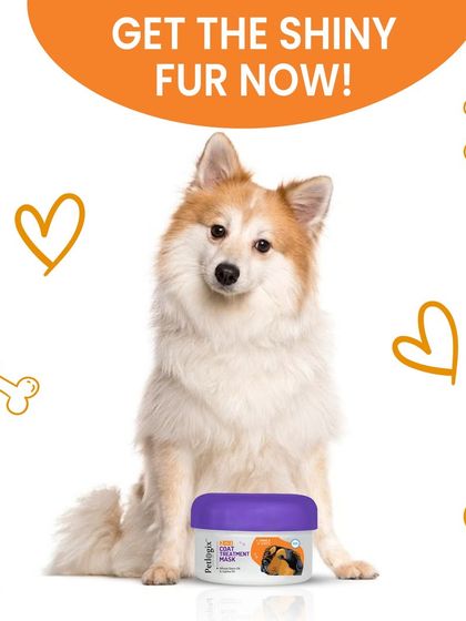 A healthy coat is a shiny coat. This happy pup is sitting with my 2-in-1 Coat Treatment Mask, a product I designed to give fur that extra gloss and softness.