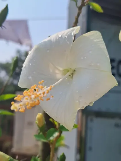 Bhardwaj - Urban Gardening Consultation A Riot of Colorful Flowers photo 104