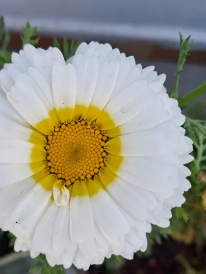 Bhardwaj - Urban Gardening Consultation A Riot of Colorful Flowers photo 176