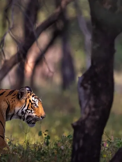A tiger moving through the forest, caught in a patch of sunlight. Learning to see and use these pockets of light is a key skill for creating dynamic wildlife images.