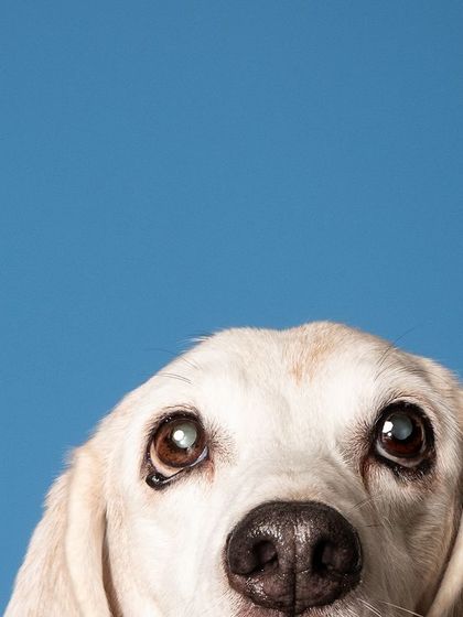 A creative peek-a-boo shot of Seenu, with just his eyes and nose visible. This playful composition works wonderfully in a studio environment.