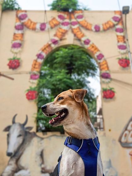 An Indie dog poses in front of the vibrant street art of Lodhi Art District in Delhi for the "Tails of the World" project.