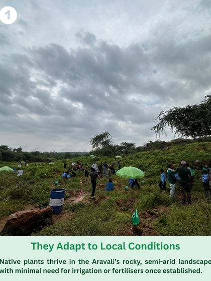 Native plants are adapted to the Aravali's rocky, semi-arid landscape. They thrive with minimal irrigation or fertilizers once established, as shown in this image of a large-scale community planting.