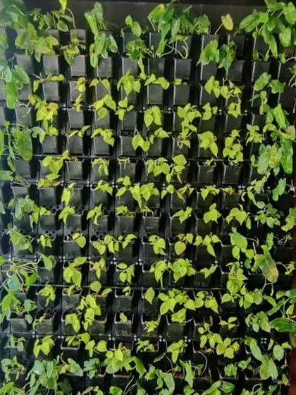 This compact vertical garden was installed on a balcony, turning a small space into a private green sanctuary. The uniform planting of a single species creates a clean, modern, and minimalist look.