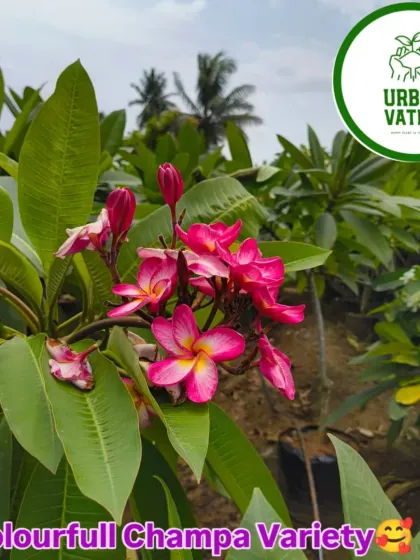 A colourful Champa (Plumeria) variety with beautiful pink and yellow flowers.
