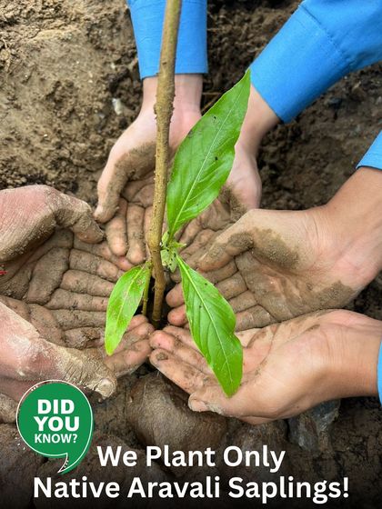 Did you know we plant only native Aravali saplings? This image of hands holding a young plant emphasizes our core principle of using species that belong to this land.