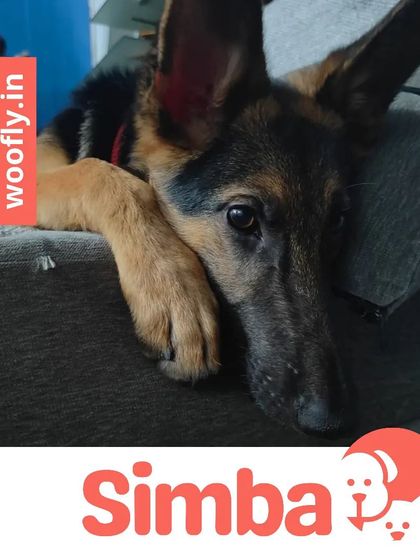 Woofly - At-Home Pet Grooming Fresh Looks for Our Furry Friends photo 10