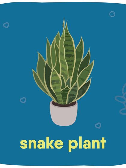 The Snake Plant, while popular and easy to care for, can cause nausea and vomiting if eaten by your pets.