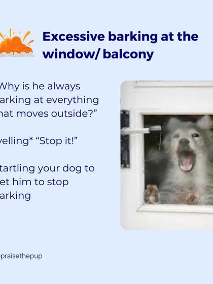 A reactive thought: "Why is he always barking at everything that moves outside?" This often leads to yelling "Stop!", which only adds to the noise and stress.
