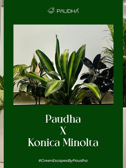 Paudha - Commercial Biophilic & Interior Design Office & Workspace Transformations photo 13