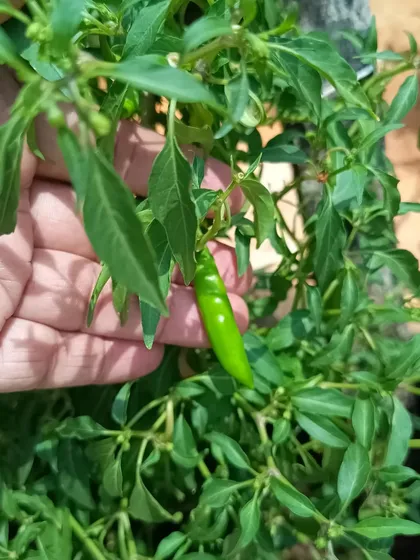 A close-up of a perfectly formed green chilli. Our maintenance ensures your plants are strong enough to produce high-quality vegetables.