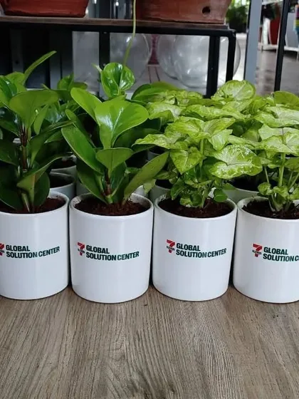 A lineup of Peperomia and Syngonium plants in white ceramic pots, branded for 7-Eleven's Global Solution Center. This image showcases our ability to consistently produce large quantities of identical, high-quality corporate gifts.