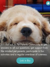Online Pet Parent Community
