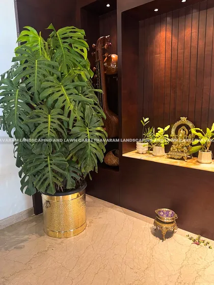 A single, bold plant can redefine a room. Here, a large Monstera Deliciosa in a hammered gold planter adds a touch of luxurious, tropical elegance to this living space with rich wood paneling.