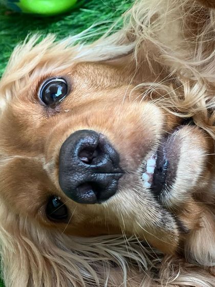 A funny, upside-down smile from Posto. He has so many quirky expressions.