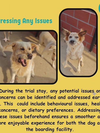 A trial stay helps me spot and address any potential issues early on. This could be anything from separation anxiety to specific dietary needs. Getting ahead of these things ensures a smoother, more enjoyable experience for your dog.