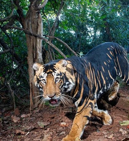 A duplicate of the rare pseudo-melanistic tiger, included here for gallery completeness. This image is a testament to perseverance and collaborative conservation efforts.