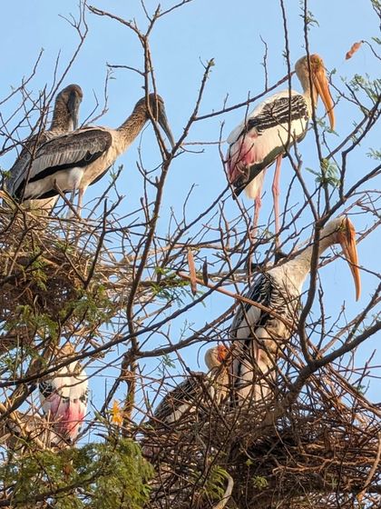 Scenes from Stork Haven, where generations of painted storks and pelicans have nested. We explore this unique example of human-bird coexistence.
