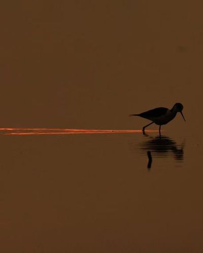 Wildlife Photography Licensing & Prints