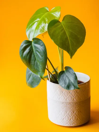 The heart-shaped leaves of a Philodendron stand out against a vibrant yellow background. This easy-care plant is a wonderful choice for adding a touch of green to shelves or desks.