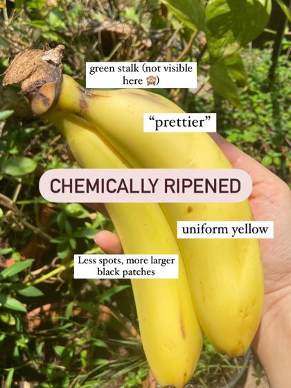An infographic guide on how to tell if your banana is organic or chemically ripened. Look for a yellow stalk and patchy brown spots on organic bananas, versus a green stalk and uniform yellow on chemically ripened ones.