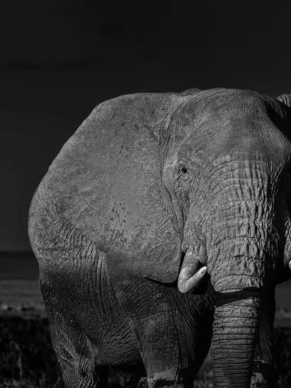 This is a memory from Amboseli, Africa. While waiting for the classic shot of an elephant against Kilimanjaro, this magnificent bull decided to walk directly towards our vehicle. In this black and white frame, I wanted to capture his sheer presence and the intelligence in his eyes as he assessed us, a powerful reminder of whose home we were visiting.