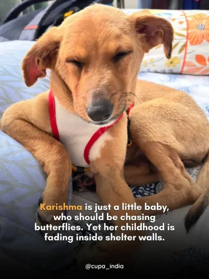 Cupa - Pet Adoption, Fostering & Sponsorship Find Your Canine Companion: Dogs for Adoption photo 11