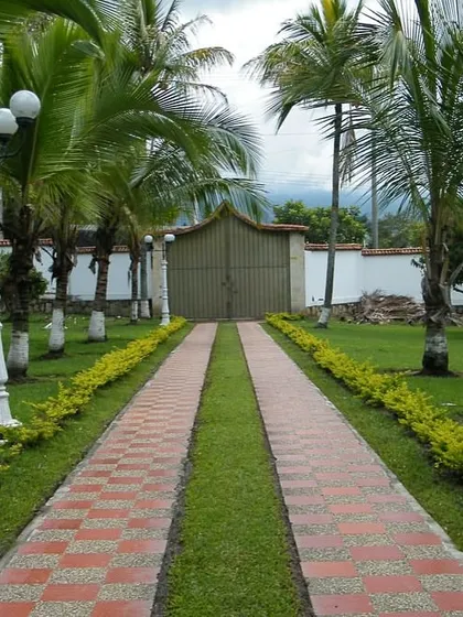A classic and elegant entrance featuring a dual-track paved driveway bordered by lush green grass and neat yellow-green hedges. The symmetrical planting of palm trees adds a formal and stately feel to the property.