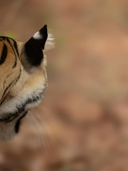 A creative, abstract shot focusing on the back of a tiger's head and its ear. The white spots on the ears, known as ocelli, are thought to be a form of communication or to mimic eyes to deter predators from behind.